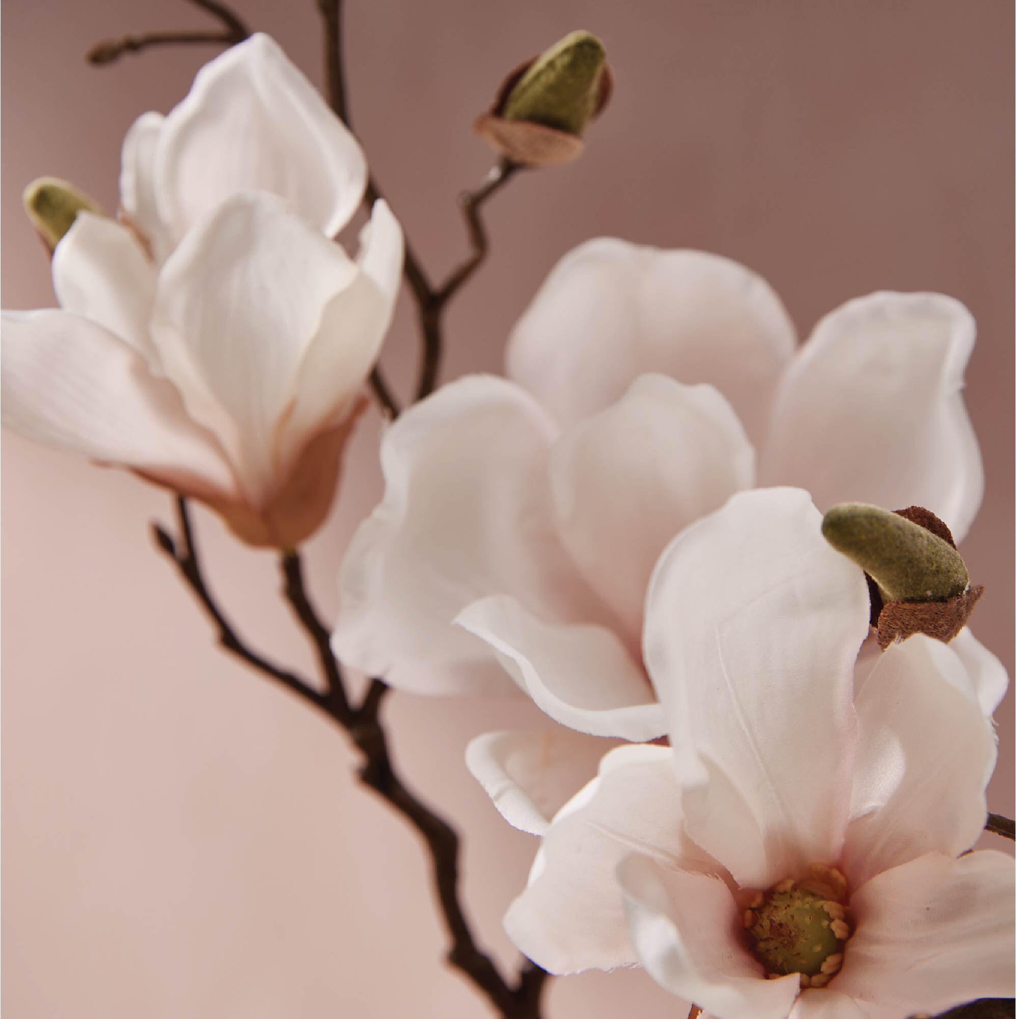 Magnolia Willow Dishwashing Liquid - Thymes